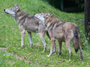 Holandia: zezwolono na strzelanie do wilków kulkami do paintballa