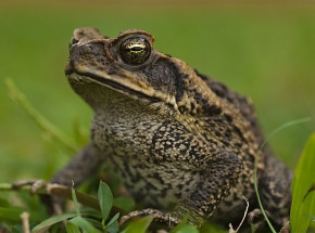 Australia: odkryto agę rekordowych rozmiarów