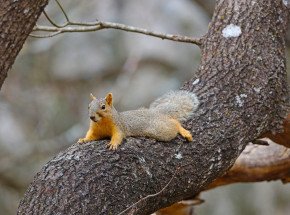 Powstał pierwszy w Polsce most dla wiewiórek