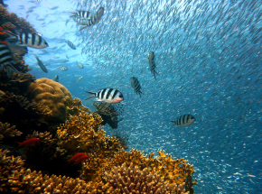 UNESCO: "Wielka Rafa Koralowa powinna być wymieniona na liście dziedzictwa jako zagrożona"