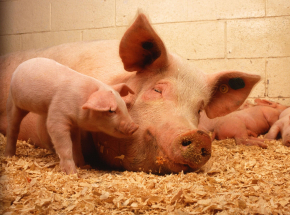 Wielkopolska: potwierdzono ognisko ASF