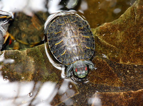 Japonia: opóźniono lot z powodu obecności żółwia na pasie startowym