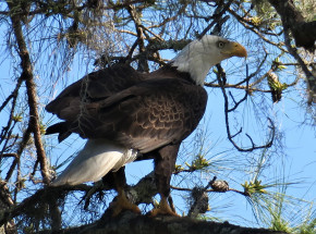 USA: potwierdzono zatrucie wśród ptaków, które zjadły nielegalnie składowane zwłoki uśpionych zwierząt