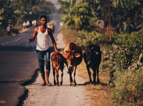 Indie: mieszkańcy zaczęli stosować krowie ekskrementy w celu ochrony przed zakażeniem COVID-19