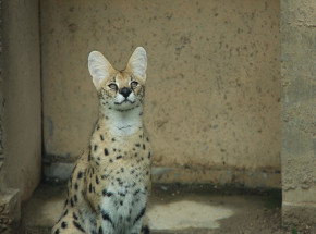 USA: trwają poszukiwania serwala, który w nocy pojawił się w sypialni kobiety