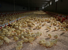 Grypa ptaków w Polsce: potwierdzono 5 kolejnych ognisk