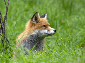 Mazowieckie: potwierdzono 5 kolejnych przypadków wścieklizny u lisów
