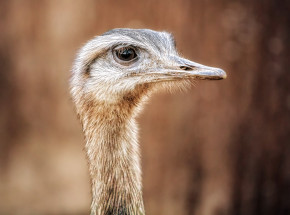 Ewakuowano zwierzęta z największej fermy strusi w Ukrainie