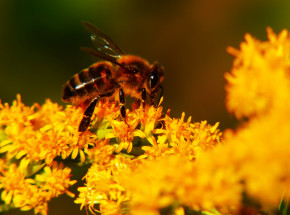 USA: zatwierdzono pierwszą na świecie szczepionkę dla pszczół miodnych