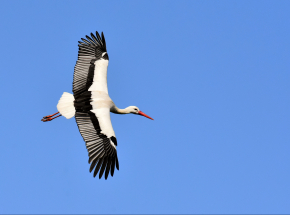 Zaobrączkowano 300 piskląt gniazdujących na południu Polski