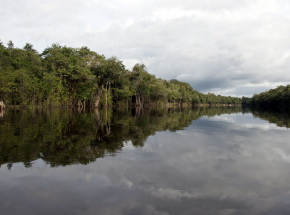 Brazylia: rekord wylesienia Amazonii