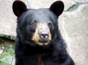 Floryda: niedźwiedź uciekł z wybiegu w zoo