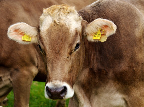 Szwajcaria: śledztwo w sprawie rolników, którzy przewozili bydło pociągiem pasażerskim