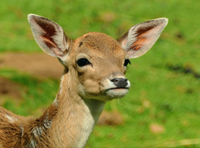 Lubuskie: aresztowano mężczyznę podejrzanego o handel martwą zwierzyną w zamian za alkohol