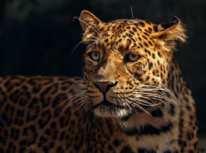 Floryda: mężczyzna został zaatakowany przez jaguara po zbliżeniu się do wybiegu w zoo