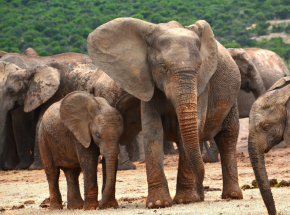 RPA: słonie stratowały kłusownika w Parku Narodowym Krugera