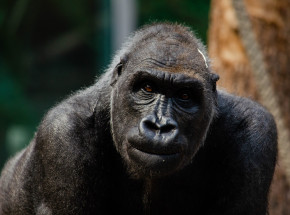 USA: szczepienie zwierząt w ogrodach zoologicznych