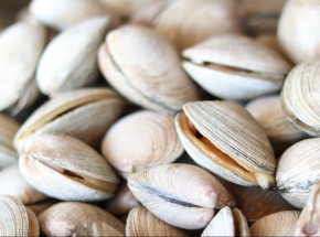 Filipiny: przejęto muszle małży warte 25 milionów dolarów