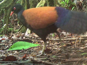 Bażancik czarnoszyi zauważony po raz pierwszy od 140 lat