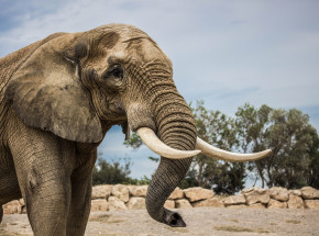 Zimbabwe: turysta został zabity przez słonia na oczach swojego syna