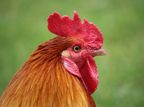 Ptasia grypa w Polsce: stwierdzono 27 ognisk HPAI w ciągu 5 dni