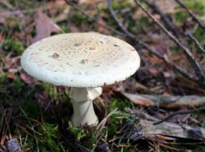 Warszawa: 6-latek z Afganistanu przejdzie przeszczep wątroby