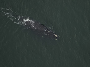 Populacja krytycznie zagrożonych wyginięciem waleni biskajskich spadła o 10%