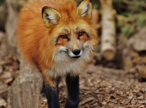 Wścieklizna w Polsce: potwierdzono 5 kolejnych przypadków 