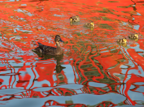 Indonezja: wioskę zalała woda zabarwiona na czerwono