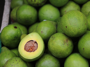 Nowa Zelandia: skazano mężczyznę, który sprowadził narkotyki w pudełkach z miąższem awokado