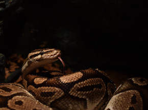 Rosja: wąż ukąsił dziecko w zoo