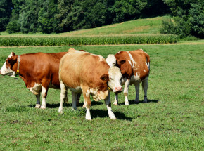 Niemcy: byk zabił rolnika