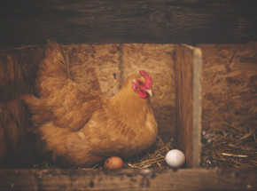 Grypa ptaków w Polsce: od początku roku wykryto cztery ogniska u drobiu