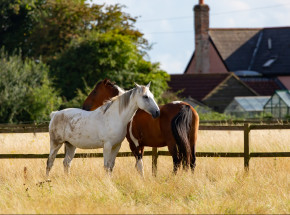 Hiszpania: przypadki zakażenia wąglikiem u zwierząt i weterynarza