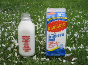 Rodzaj opakowania mleka wpływa na jego smak
