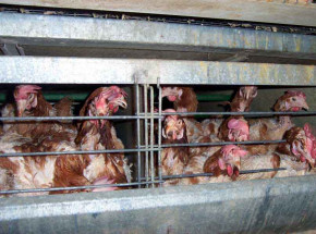 KRD: materiał o chowie drobiu wyemitowany na antenie stacji TVN24 „manipuluje emocjami widzów"