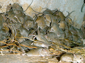 Australia: plaga myszy wymusiła przeniesienie tysięcy więźniów