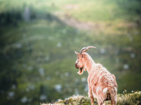 Portugalia: piorun zabił 68 kóz 