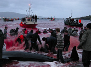 Wyspy Owcze: tymczasowo ograniczono polowania na delfinowate 