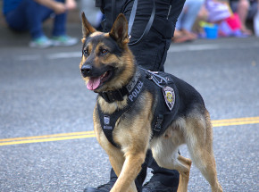 USA: śledztwo w sprawie funkcjonariuszy, którzy pozwolili psu gryźć aresztowanego mężczyznę 