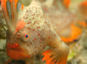 Red Handfish: chodząca ryba, gatunek zagrożony