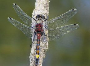 Skrzydła ważek i cykad inspiracją dla stworzenia bakteriobójczych opakowań