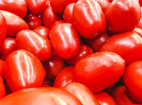 Pomidory zmodyfikowane genetycznie dostępne w sprzedaży