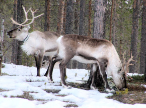 Norwegia: uznano, że turbiny wiatrowe zagrażają pasterzom reniferów