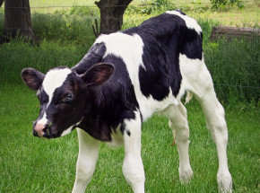 Wielka Brytania: krowa urodziła cielę, którego masa ciała wyniosła 105 kg
