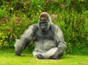 USA: stwierdzono obecność SARS-CoV-2 u goryli w zoo