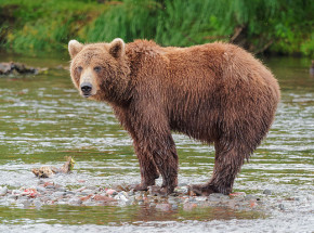 Bieszczady: niedźwiedzie przedwcześnie wybudzone ze snu zimowego