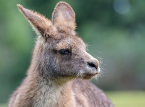 Australia: oskarżono nastolatków o zabicie 14 kangurów