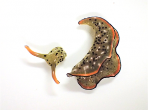 Japonia: ślimak, który potrafi odciąć sobie głowę i stworzyć nowe ciało