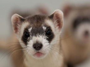 Powrót tchórza czarnołapego - fenomen klonowania